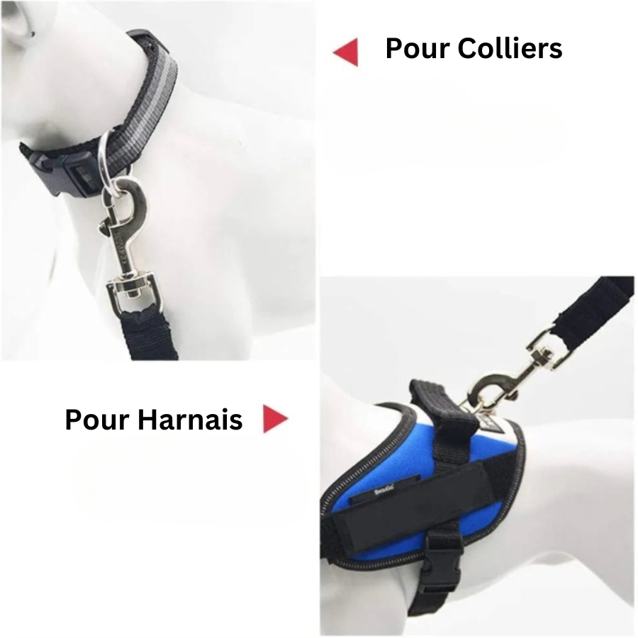 CEINTURE DE SÉCURITÉ POUR CHIEN | CaniClip