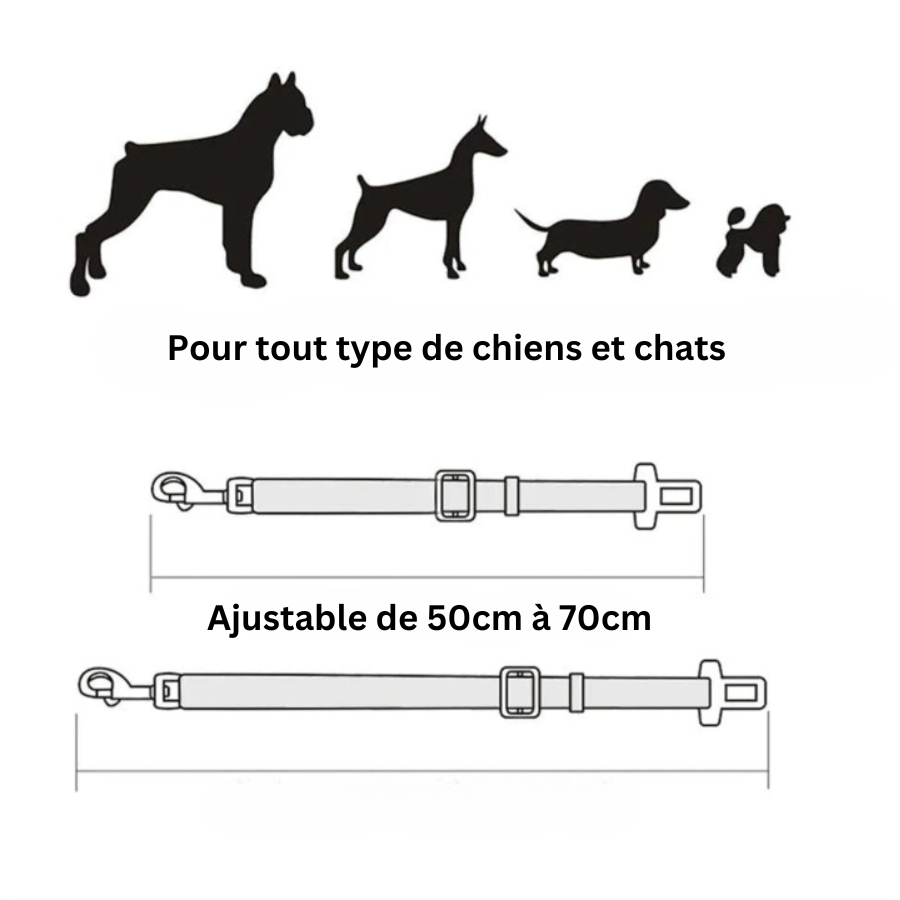 CEINTURE DE SÉCURITÉ POUR CHIEN | CaniClip