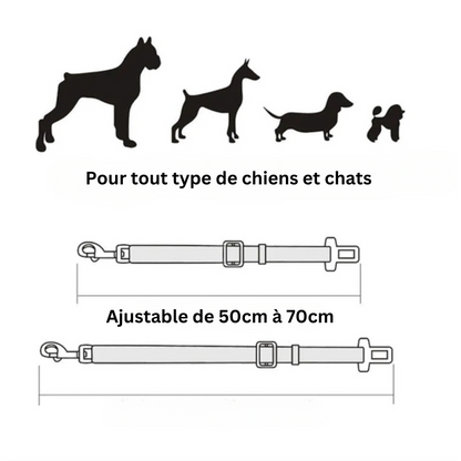 CEINTURE DE SÉCURITÉ POUR CHIEN | CaniClip