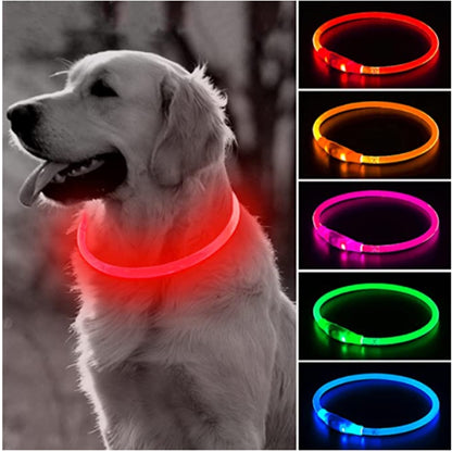 COLLIER CHIEN LUMINEUX | EclairPatte