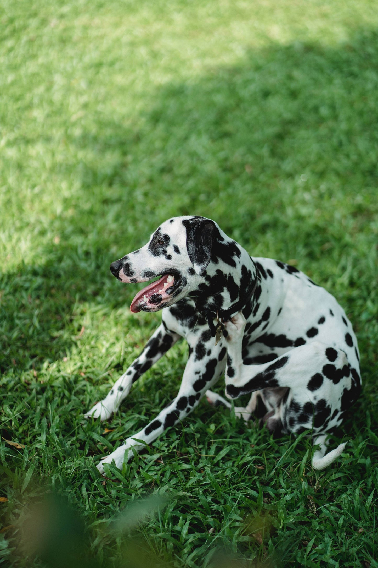 Collier Chien | Anti Puce