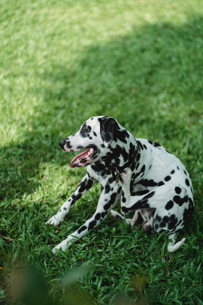 Collier Chien | Anti Puce